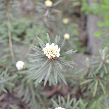 Pelkinis gailis - lietuviškas rododendras