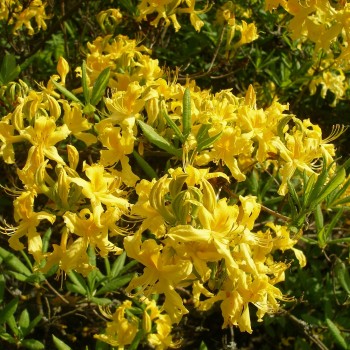 Geltonžiedis rododendras (Rhododendron luetum)
