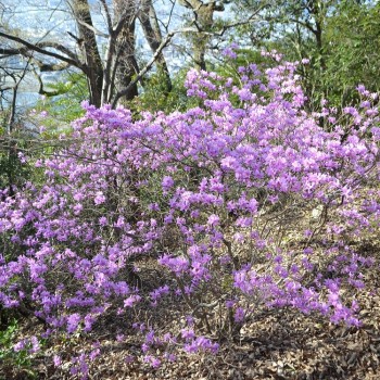 Japoninis rododendras Japonijos kalnuose