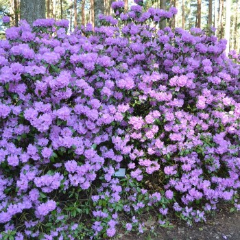 Latvių selekcininkų sukurtas hibridinis rododendras 'Agris'