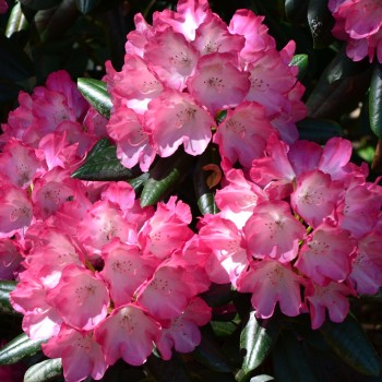 Jakušimaninis rododendras 'Fantastica'