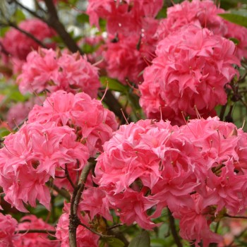 Vienas iš įspūdingiausių hibridinių rododendrų (azalijų) 'Homebush'